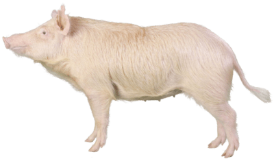 Sinclair-Miniature-Swine-1
